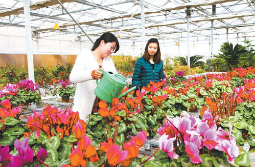 徽县芬芳之路 精品花卉苗木基地建设绘就生态新画卷