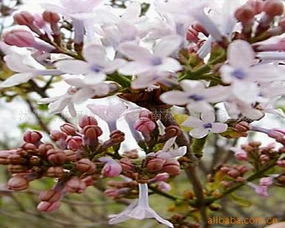 绿意织梦·室内观叶花卉的诗与远方——周圈村西南花卉苗木园艺场观叶产品探秘