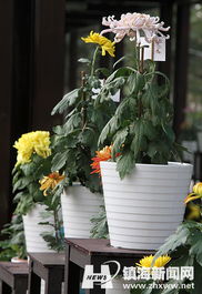 精品花卉展区 芬芳与艺术的盛宴