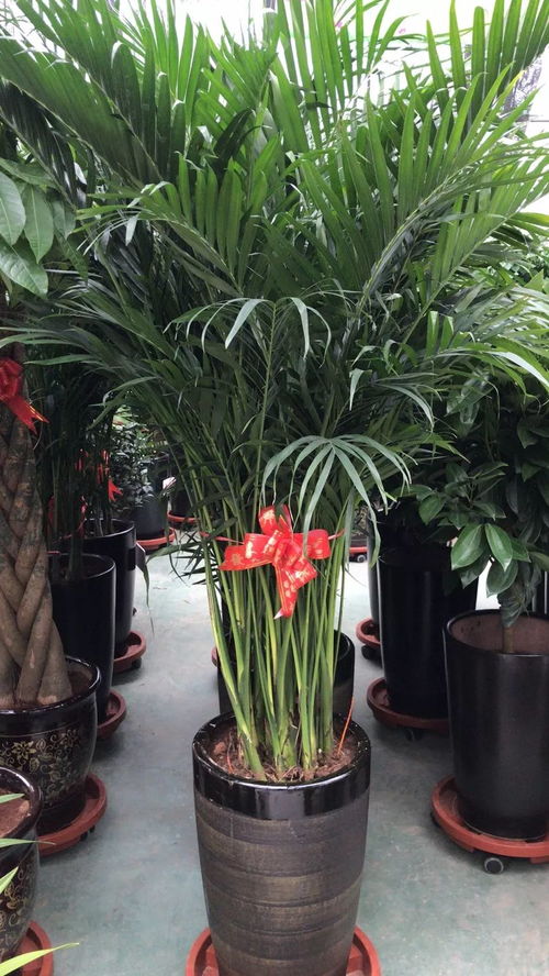 郑东花卉精品导购指南 挑选花卉的五大秘诀