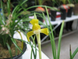 玉溪兰交会上的色花精品 花卉世界的视觉盛宴