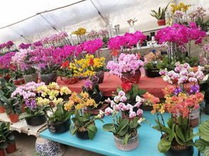 仙林花卉市场,不说再见