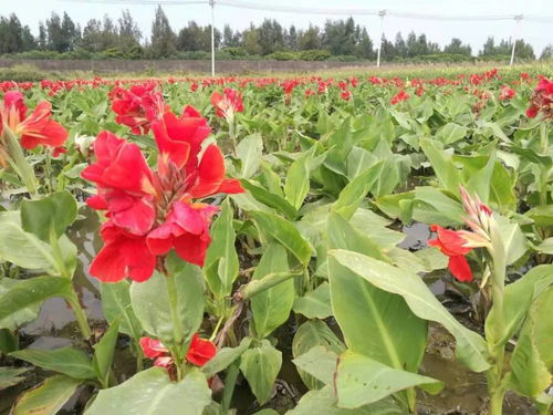 温州莲情水生花卉专业合作社入驻苗木通，专做精品水生植物花卉
