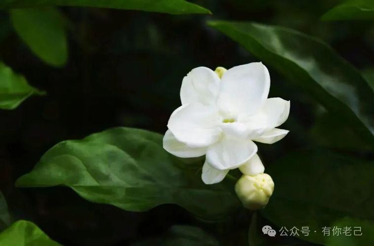 天气越来越热,最近很多花友们在问有哪些适合夏季的花卉,今天就给大家