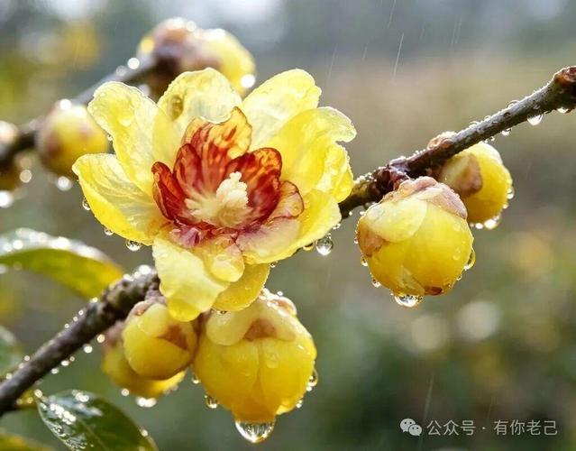 138种最常见花卉植物,从早春到寒冬,每一朵都有自己的脾气