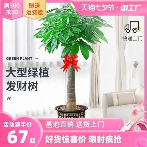 发财树盆栽室内好养大型 - 招财树绿植物客厅办公室,乔迁开业花卉盆景